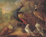 Marmaduke Cradock Peacock and Partridge Germany oil painting artist